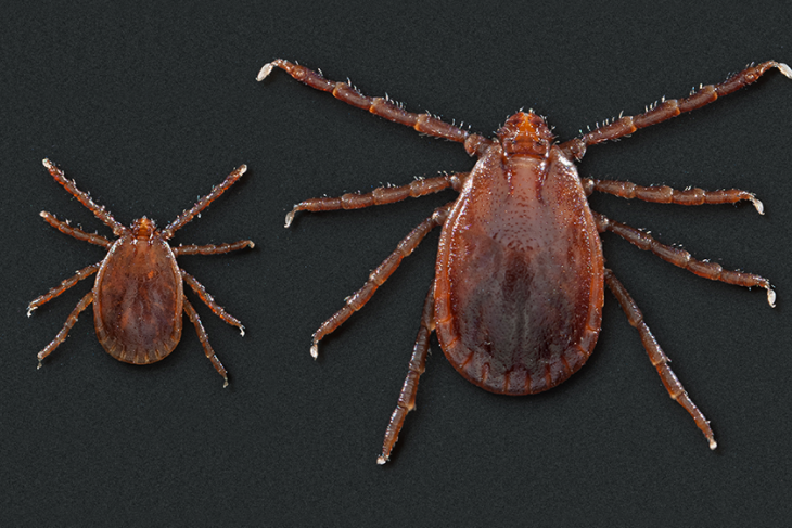The Asian longhorned tick is an invasive species. Photo by Centers for Disease Control