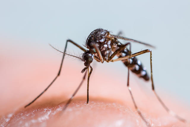 The most common mosquito in Kentucky, the Asian tiger mosquito, is now active in Central Kentucky.