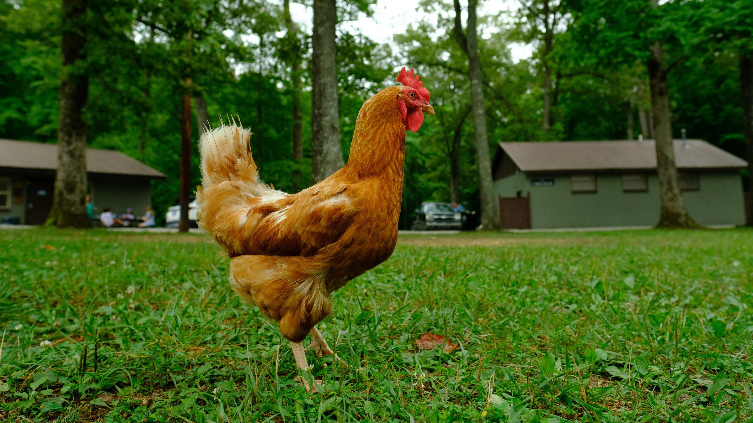Free range chickens live at 4-H camp.