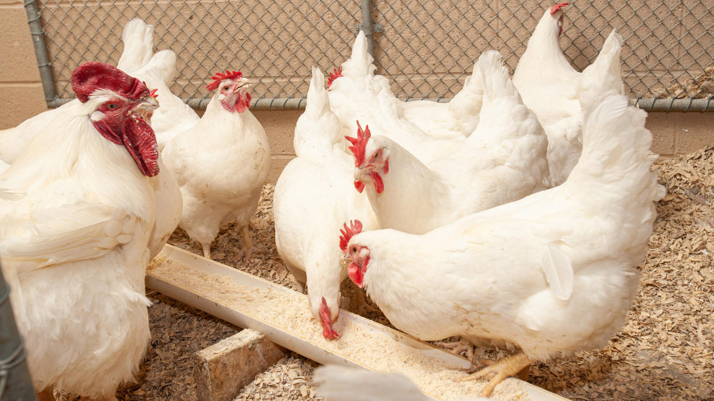 Chickens are fed at the UK Poultry Research Facility on Coldstream Farm.