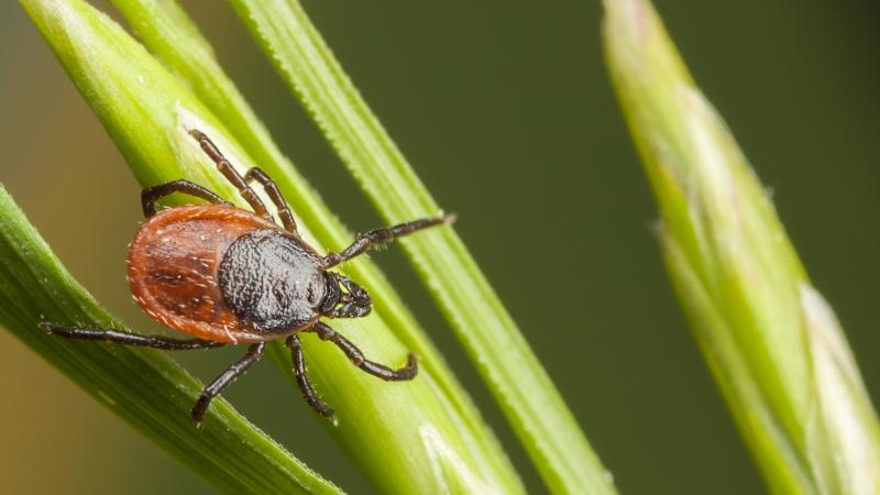A tick on a plant